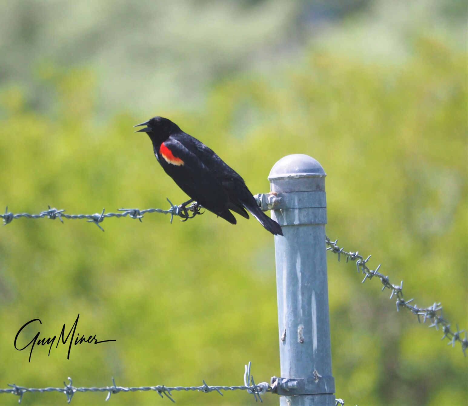 guy_miner_bird.JPG